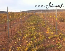 Today in the vines: Trimming